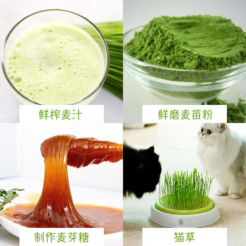 小麦粒猫草种子种孑种籽麦芽糖大麦黑麦芽苗菜育苗盘猫薄荷排毛球 - 图0