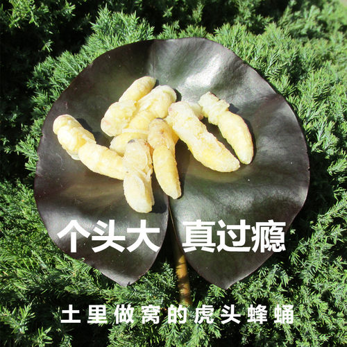 蜂蛹二级金环虎头蜂新鲜土蜂天然大马蜂拥胡蜂蚂蜂地雷蜂野生500g - 图0