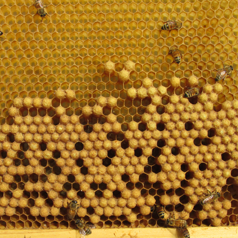 雄蜂蛹新鲜天然活体冷冻养殖蜜蜂蛹冰冻正品蜂蛹零食昆虫500g蜂虫