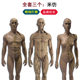 30cm art human musculoskeletal anatomical structure model drawing sketch skull gypsum toy art student