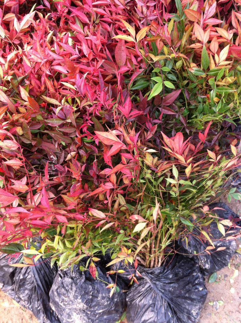 红叶观赏植物,红叶小盆植物,红叶水植物_大山谷图库