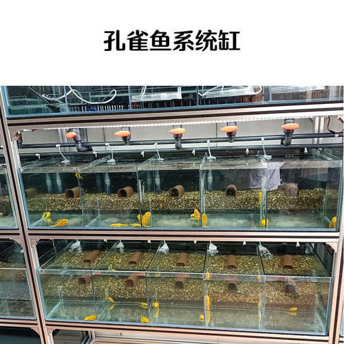 原生沙大矶沙鼠鱼七彩雷龙埃及沙南美鱼缸中性沙含铁胆大矶砂包邮 - 图1