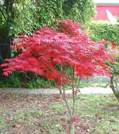 花园红杉树红枫大植物庭院楼顶阳台盆栽盆景重庆同城花卉观叶绿植 - 图0