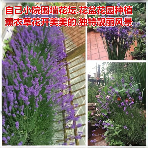 新疆狭叶法国蓝薰衣草扦插苗2次开花多年生花盆园林绿化观赏植物 - 图0