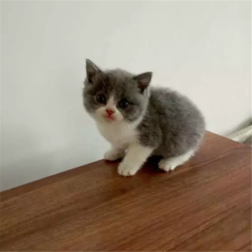 英短蓝白蓝猫猫活体纯种赛级英国短毛猫小猫活体纯种猫h - 图0