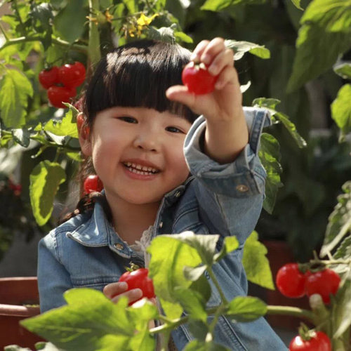 矮生小番茄苗千禧阳台四季盆栽种植西红柿苗秧蔬菜食用水果圣女果 - 图3