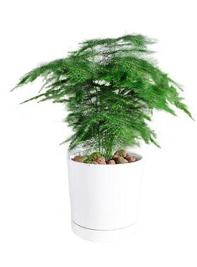 文竹盆栽植物室内盆景客厅办公室桌面绿植好养四季常青花卉小盆栽