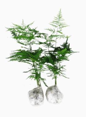 室内竹子文竹盆栽大苗文竹盆景植物水培办公室绿植花卉四季好养