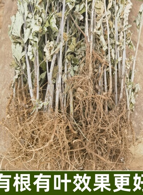 野生艾叶干艾草整颗带根端午艾草
