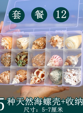 礼物盒海星海螺贝壳玩
