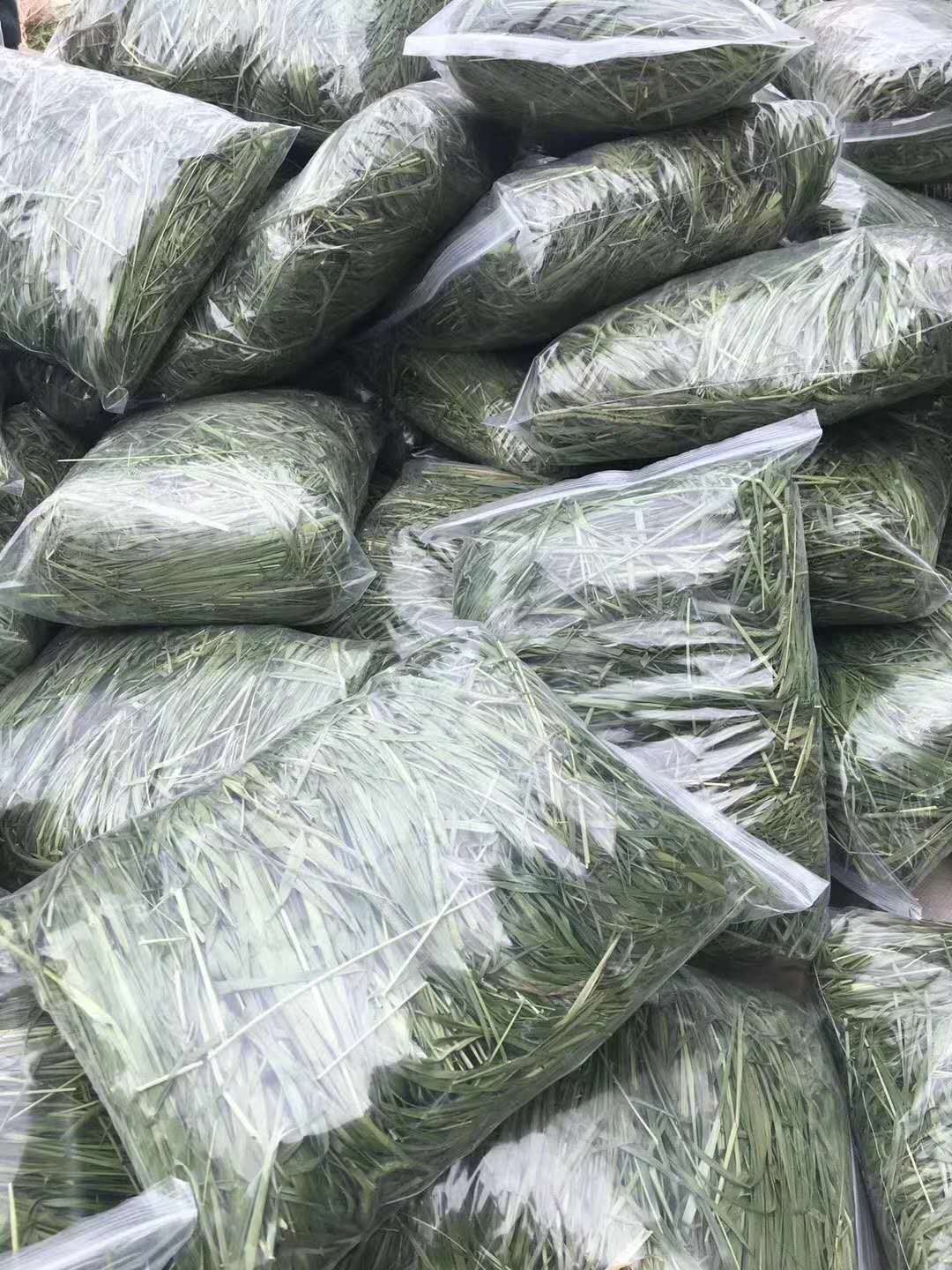 包邮 特级烘干提摩西草北提 龙猫兔子牧草豚鼠干草提木西500g - 图2