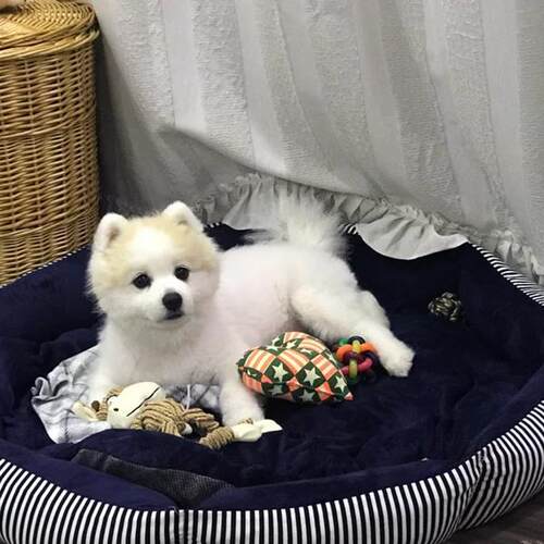 狗窝可拆洗网红泰迪比熊巴哥窝 金毛萨摩耶 猫窝大型犬窝四季通用 - 图3