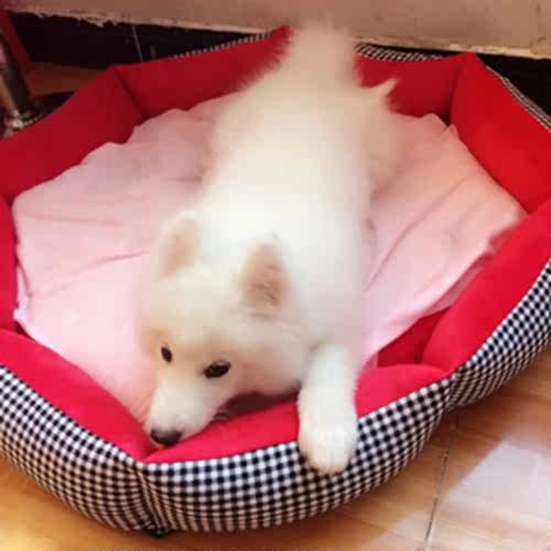 狗窝可拆洗网红泰迪比熊巴哥窝 金毛萨摩耶 猫窝大型犬窝四季通用 - 图1
