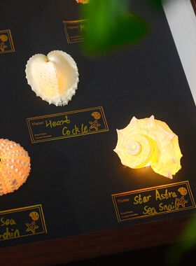 海洋小夜灯天然贝壳海螺灯创意手工diy发光卧室桌面摆件生日礼物