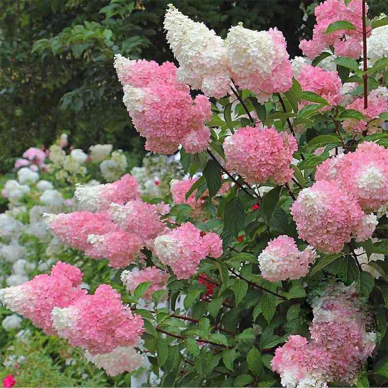 圆锥绣球香草草莓夏季开花花卉植物盆栽木本绣球树状棒棒糖会变色