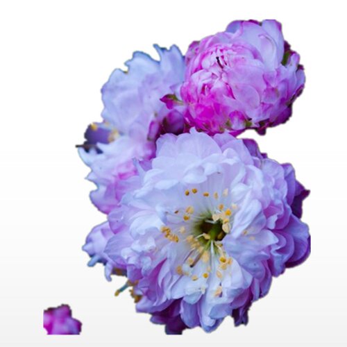 小叶重瓣榆叶梅花树苗室内外庭院花卉植物丛生粉色郁李珍珠李喷雪 - 图3