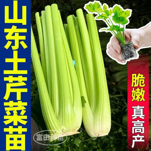 正宗山东土芹菜苗秧皇后西芹四季小香芹红香芹种子四季盆栽带土球 - 图3