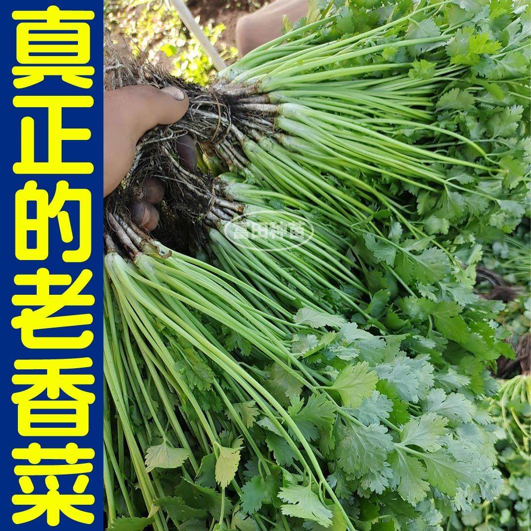 山东老香菜苗秧味更浓芫荽种子带土球易种植多茬采收阳台盆栽庭院,淘宝优惠券,粉丝福利购,淘宝优惠卷