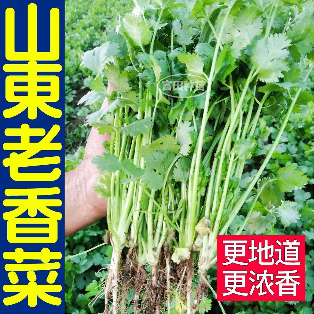 山东老香菜苗秧味更浓芫荽种子带土球易种植多茬采收阳台盆栽庭院,淘宝优惠券,粉丝福利购,淘宝优惠卷