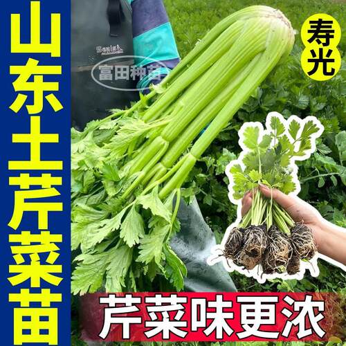 正宗山东土芹菜苗秧皇后西芹四季小香芹红香芹种子四季盆栽带土球 - 图1