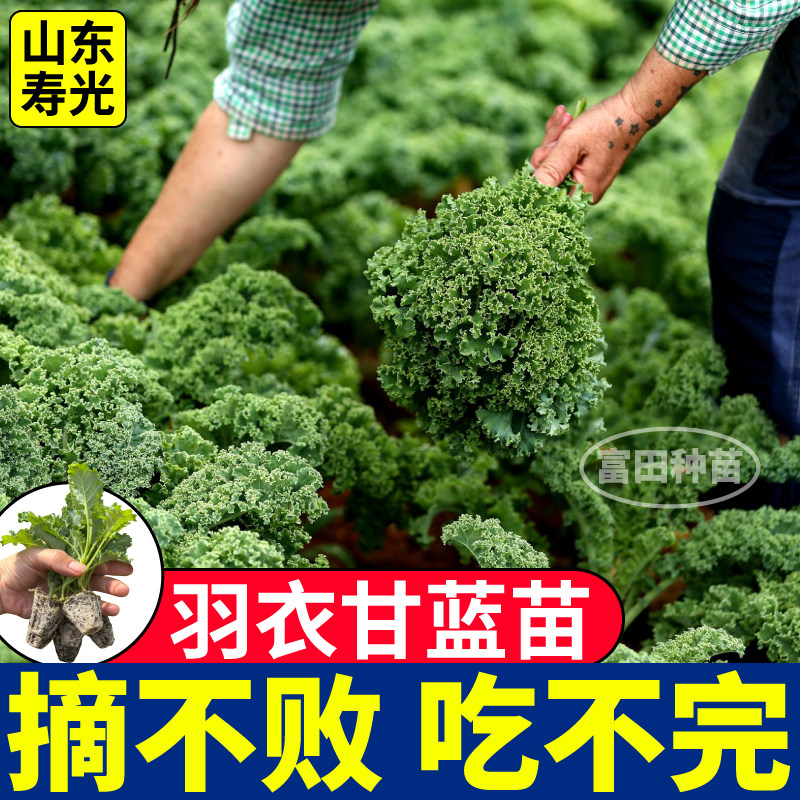 绿色羽衣甘蓝苗秧寿光观赏食用四季耐寒绿紫粉白羽衣盆栽阳台种子