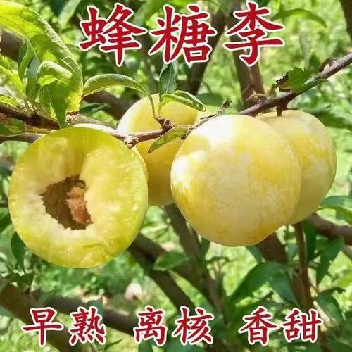 正宗蜂糖李子树苗贵州脱骨李子树苗早熟南方北方地栽盆栽当年结果 - 图0