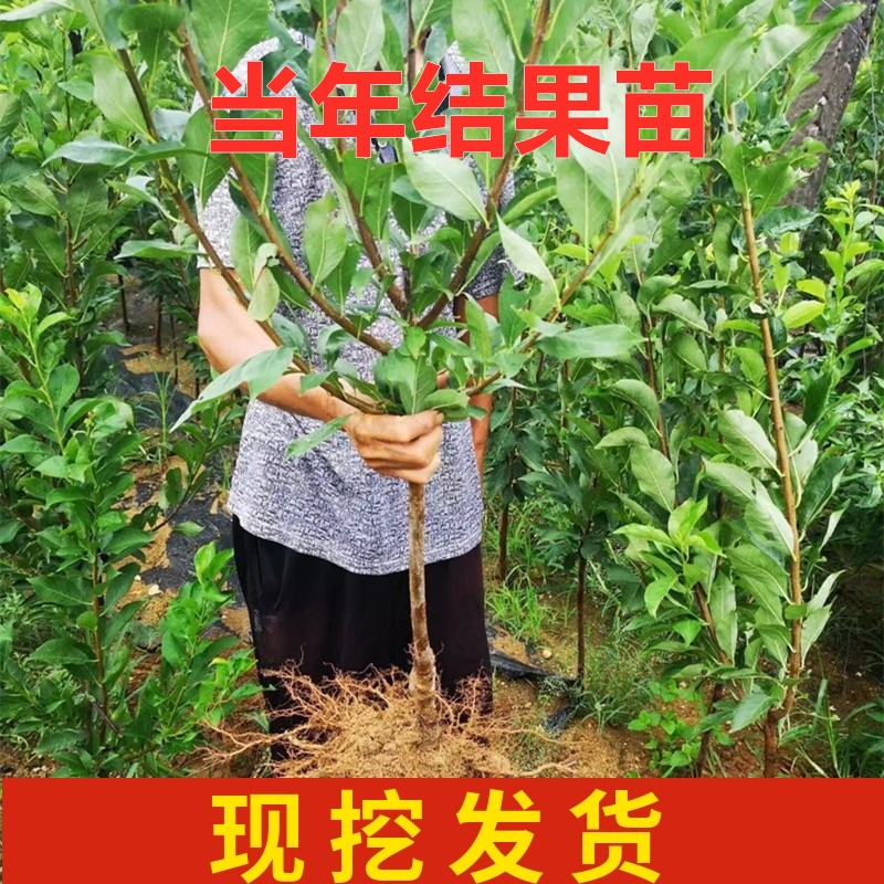 芙蓉李树苗嫁接脆甜离核红肉李子树南方北方种植盆栽地栽当年结果