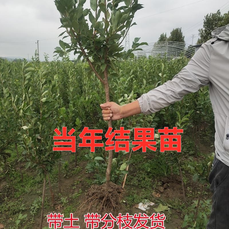 芙蓉李树苗嫁接脆甜离核红肉李子树南方北方种植盆栽地栽当年结果