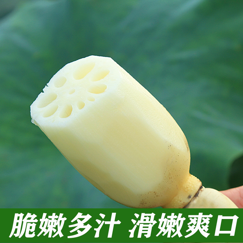 正宗四川农家新鲜现挖莲藕生吃清炒炖汤炝炒青水果清新花脆藕蔬菜 - 图0