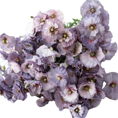 虞美人花苗意大利蜂鸟系列大花型耐寒植物阳台花园地栽多年生好养 - 图3