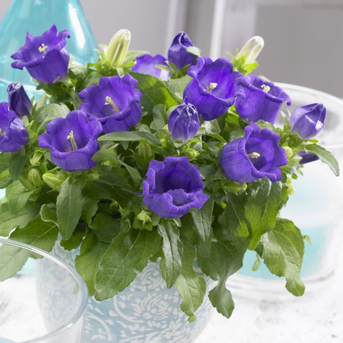 风铃草花苗阳台盆栽花卉植物宿根耐寒庭院地栽花园多年生易种好养 - 图1