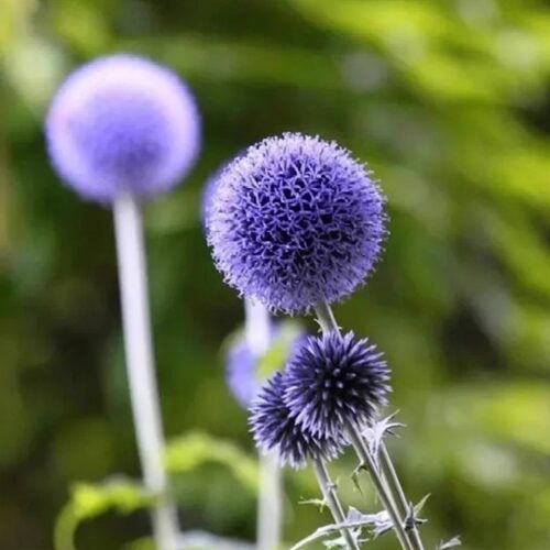 蓝刺头花苗蓝星球蓝刺芹多年生好养阳台盆栽庭院耐寒耐热植物花卉 - 图0