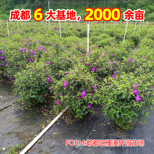 巴西野牡丹花苗盆栽植物多季开花紫牡丹庭院阳台花卉期长耐寒耐热 - 图1