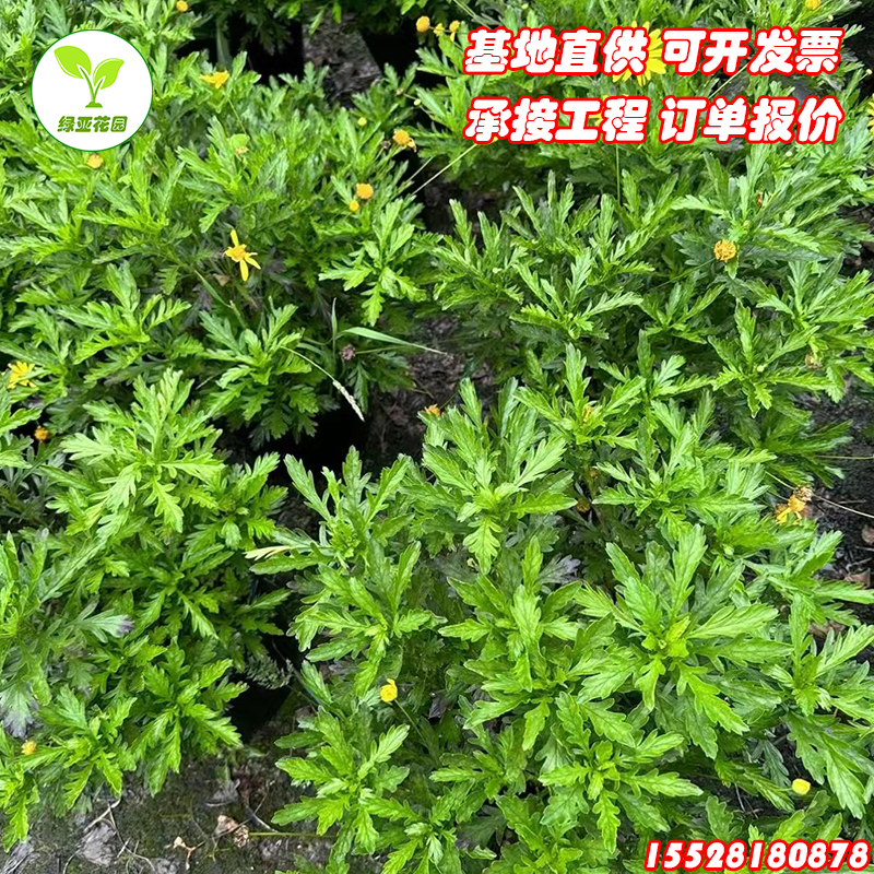 成都木春菊黄金菊茼蒿菊玛格丽特工程花卉苗四季常绿开花植物-图2