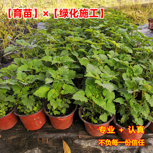 藿香薄荷驱蚊草迷迭香盆栽苗绿色多年生好养阳台庭院观赏绿叶绿植 - 图0