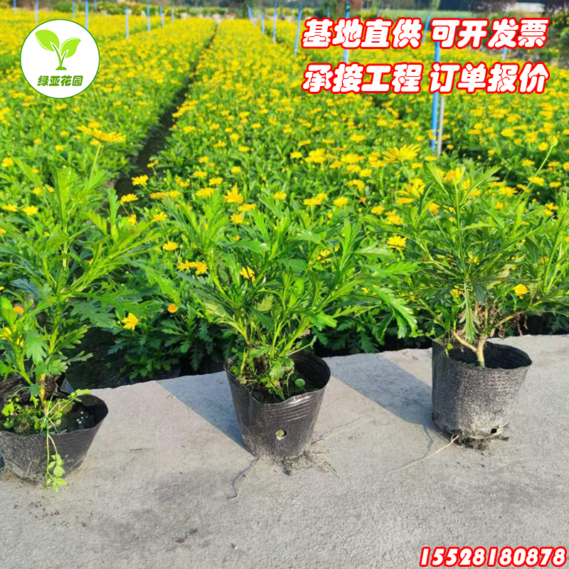 成都木春菊黄金菊茼蒿菊玛格丽特工程花卉苗四季常绿开花植物-图0