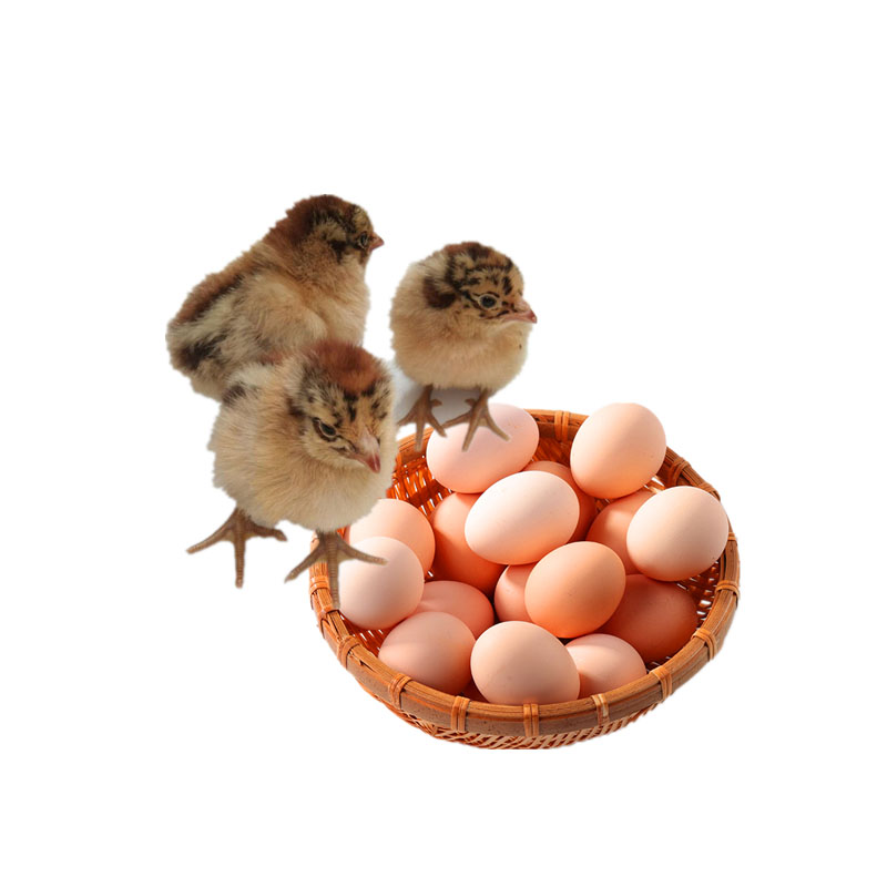 纯种红瑶鸡种蛋可孵化小鸡受精蛋散养土鸡蛋受精高产新鲜10枚包邮-图2