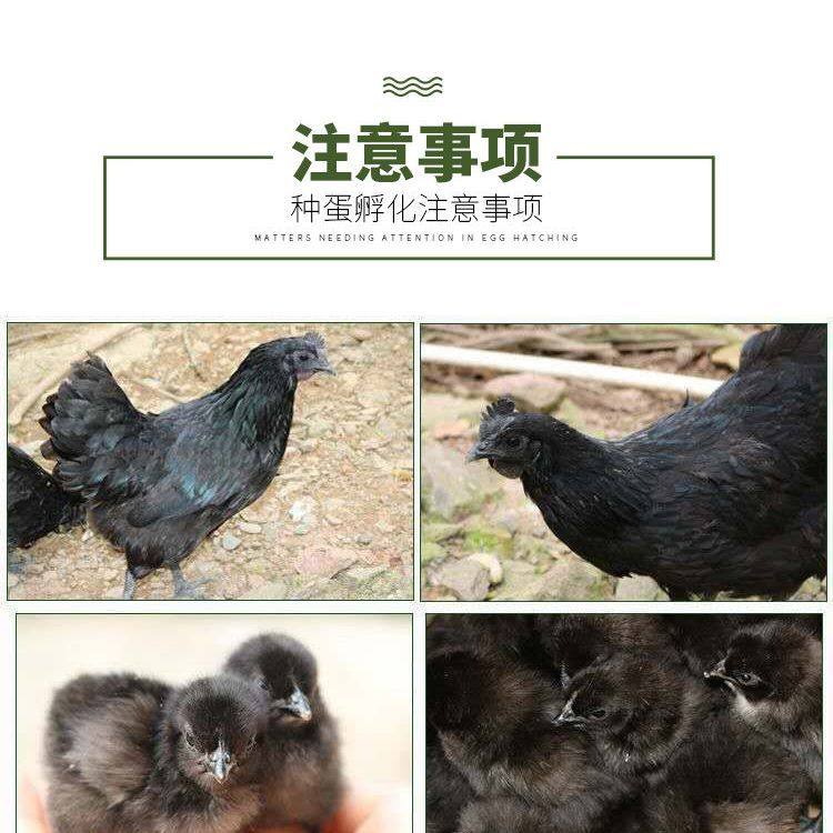 五黑鸡种蛋五黑一绿鸡种蛋可孵化受精蛋当天新鲜包邮受精蛋宠物鸡,淘宝优惠券,粉丝福利购,淘宝优惠卷