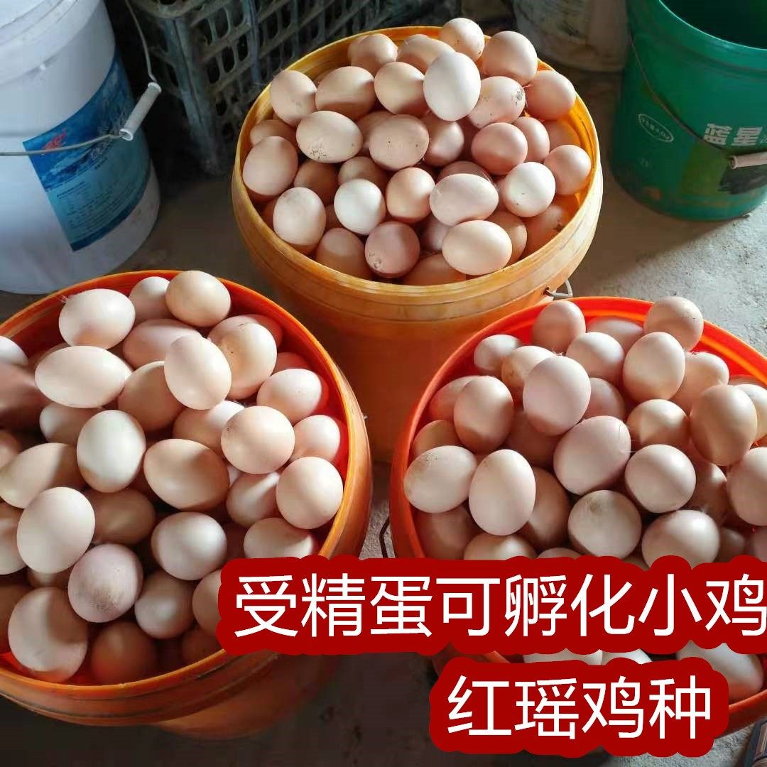 大体型青脚红瑶种蛋可孵化小鸡土鸡种蛋农家散养受精种蛋是宠物鸡,淘宝优惠券,粉丝福利购,淘宝优惠卷