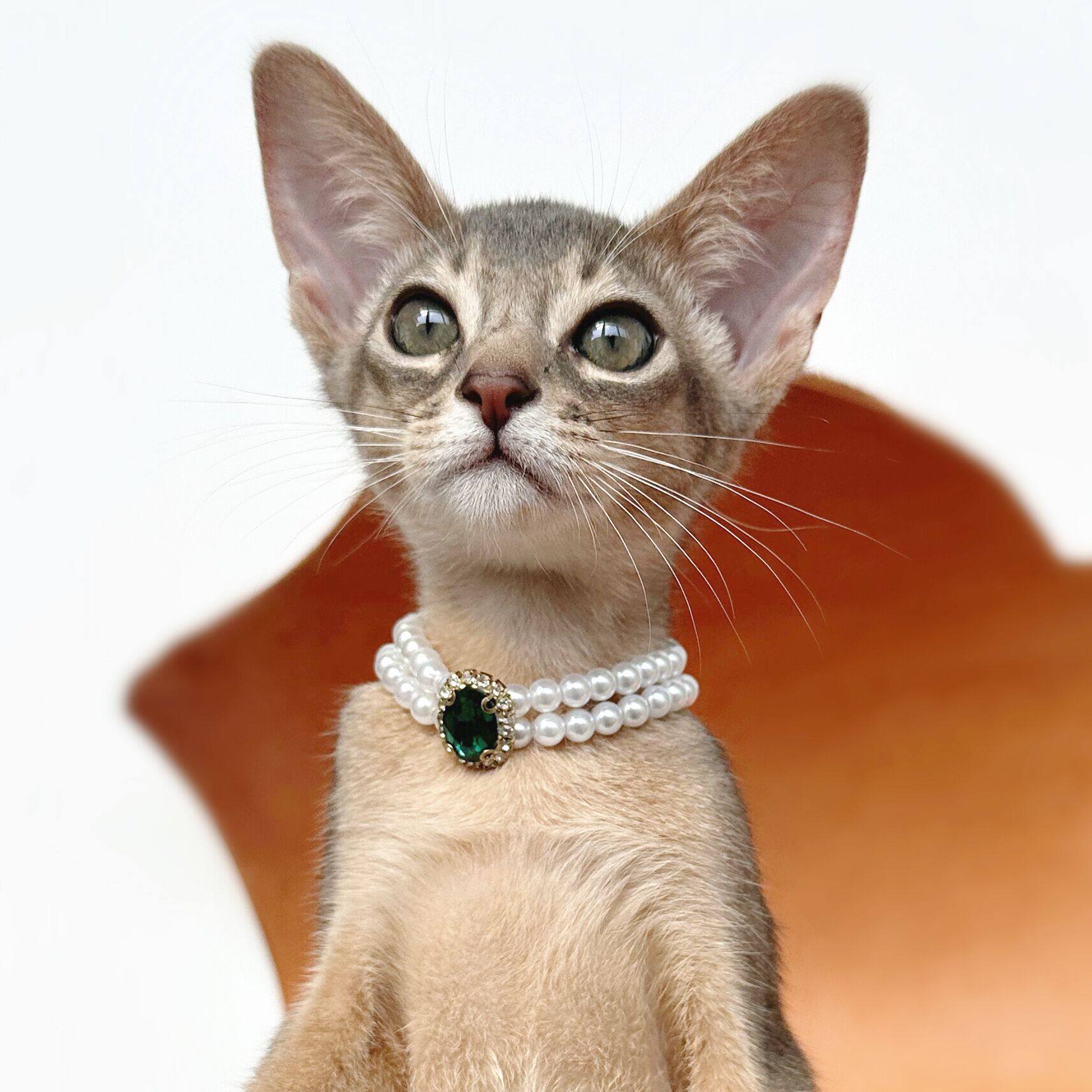 猫咪珍珠项圈猫咪项链宠物用品装饰复古宝石德文阿比西尼亚猫饰品