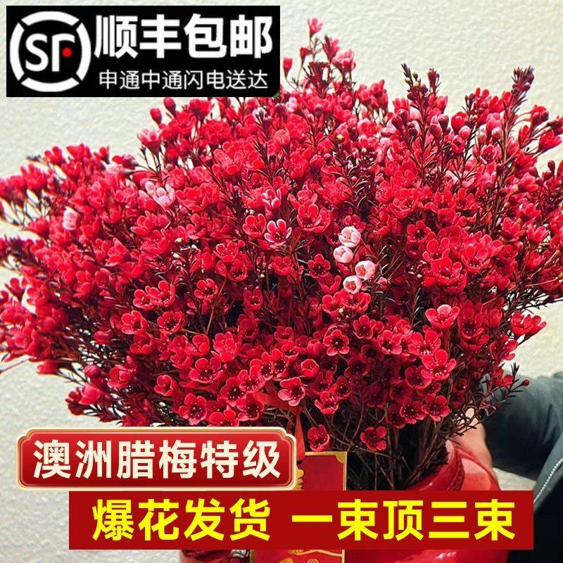 澳洲腊梅鲜花鲜切花束客厅水养干花插花云南基地直发摆件年宵真花,淘宝优惠券,粉丝福利购,淘宝优惠卷
