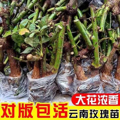 云南基地直发玫瑰老桩开花树苗月季花苗特大花卉四季老根盆栽室内 - 图0