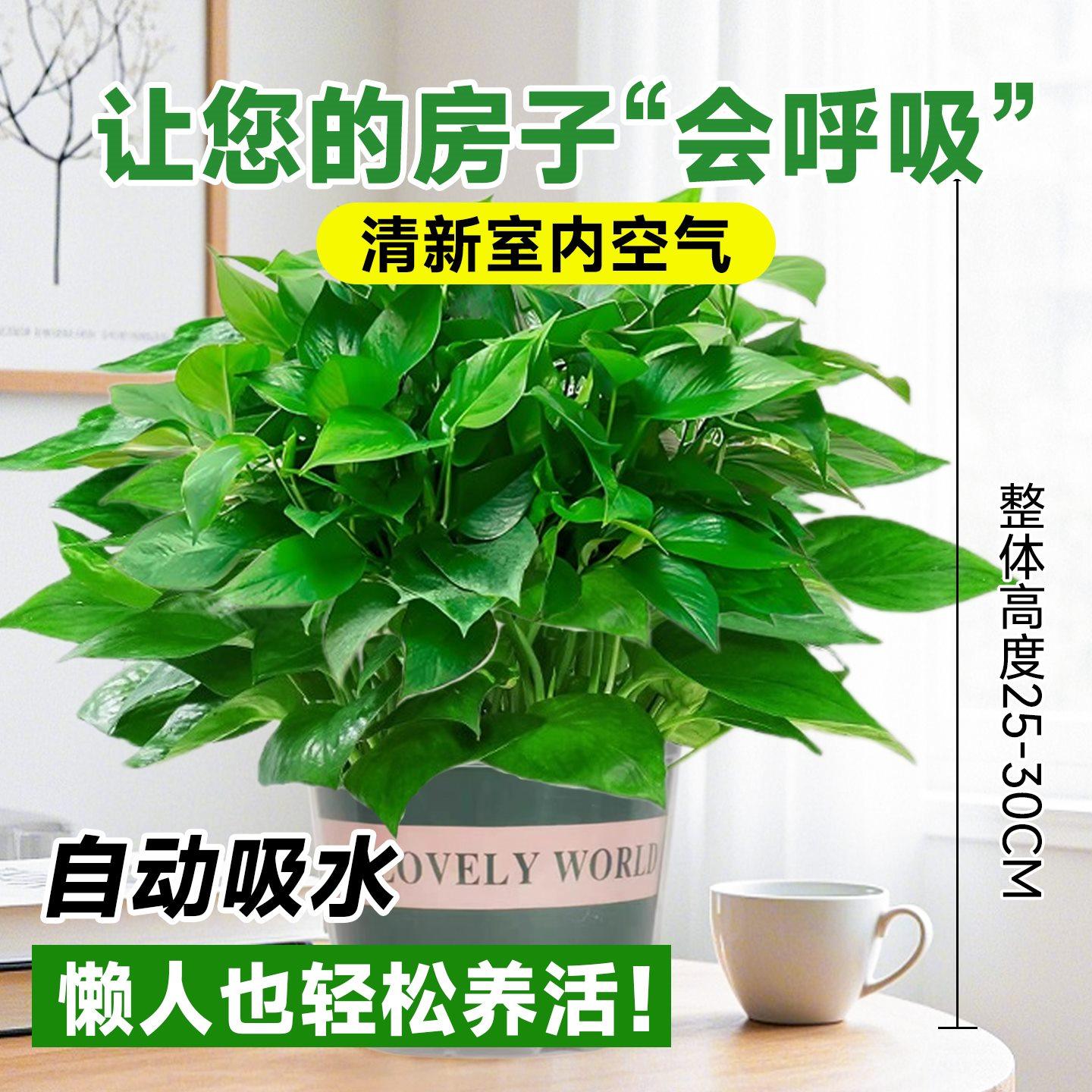 绿萝盆栽室内植物花卉绿植水培长藤垂吊大叶绿箩新房家用净化空气,淘宝优惠券,粉丝福利购,淘宝优惠卷