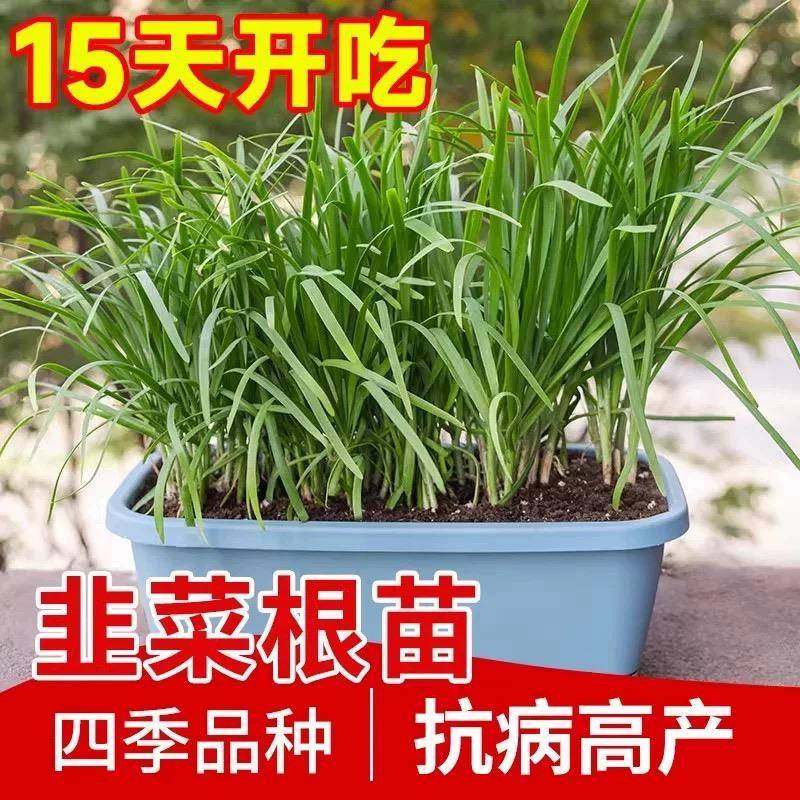 韭菜根苗紫根现挖韭菜根种四季宽叶阳台韭菜根包邮新鲜韭菜根庭院,淘宝优惠券,粉丝福利购,淘宝优惠卷