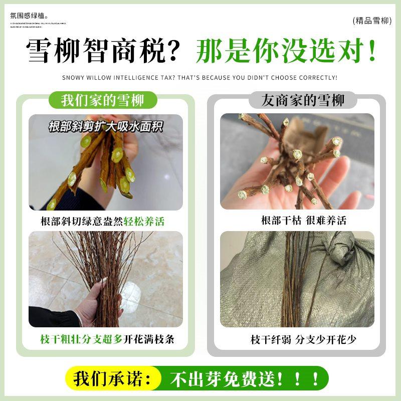 雪柳干枝鲜枝水养插花水培植物鲜花卉室内盆栽带花苞绿植龙柳好活,淘宝优惠券,粉丝福利购,淘宝优惠卷