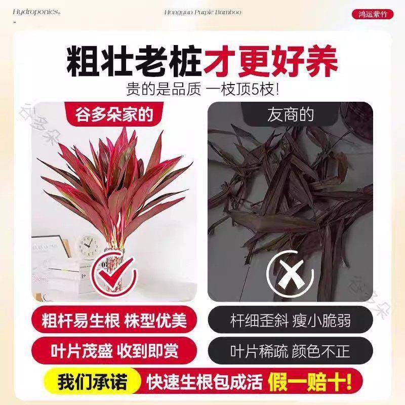 富贵竹水培植物紫竹鸿运竹带根粗杆龙竹客厅招财竹子室内转运绿植,淘宝优惠券,粉丝福利购,淘宝优惠卷