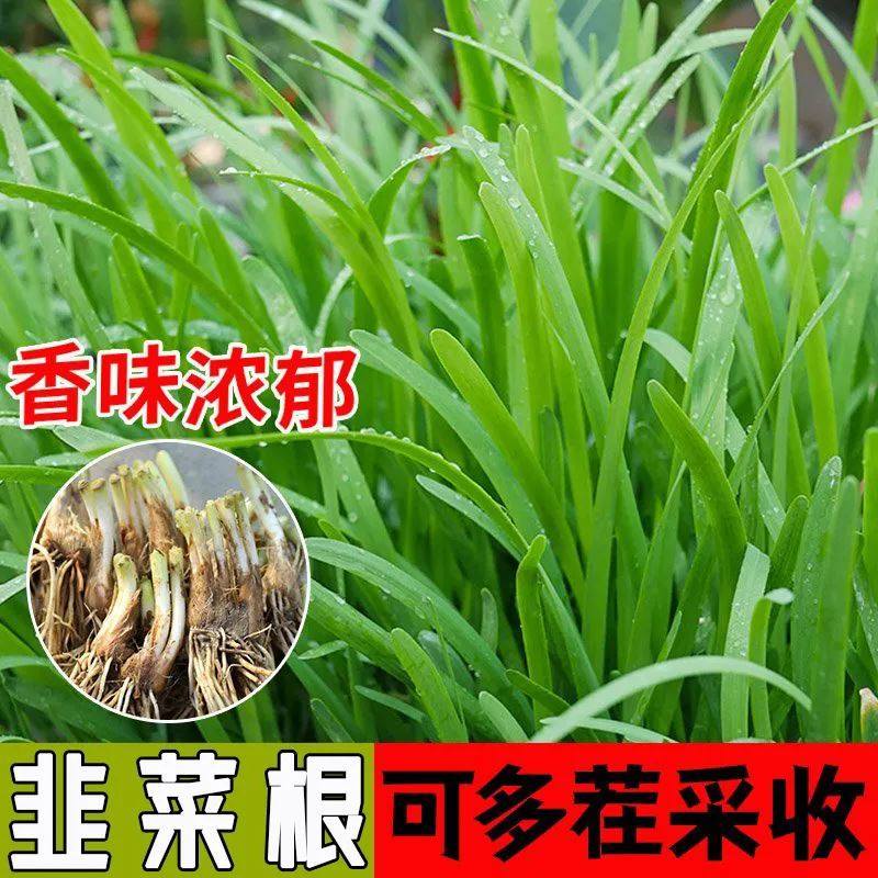 韭菜根苗现挖四季紫红根宽叶农家本土韭菜根阳台盆栽种菜籽蔬菜苗,淘宝优惠券,粉丝福利购,淘宝优惠卷