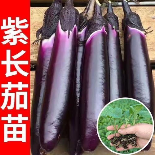 山东寿光杭茄一号苗秧皮薄香糯紫长线茄种子黑圆茄竹丝青鸡蛋茄子 - 图0