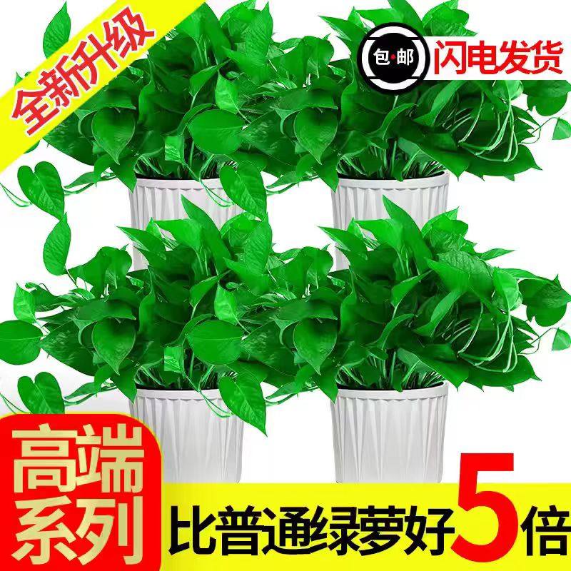 绿萝盆栽室内绿植水培植物大盆绿箩长藤款新房客厅除异味四季好养,淘宝优惠券,粉丝福利购,淘宝优惠卷