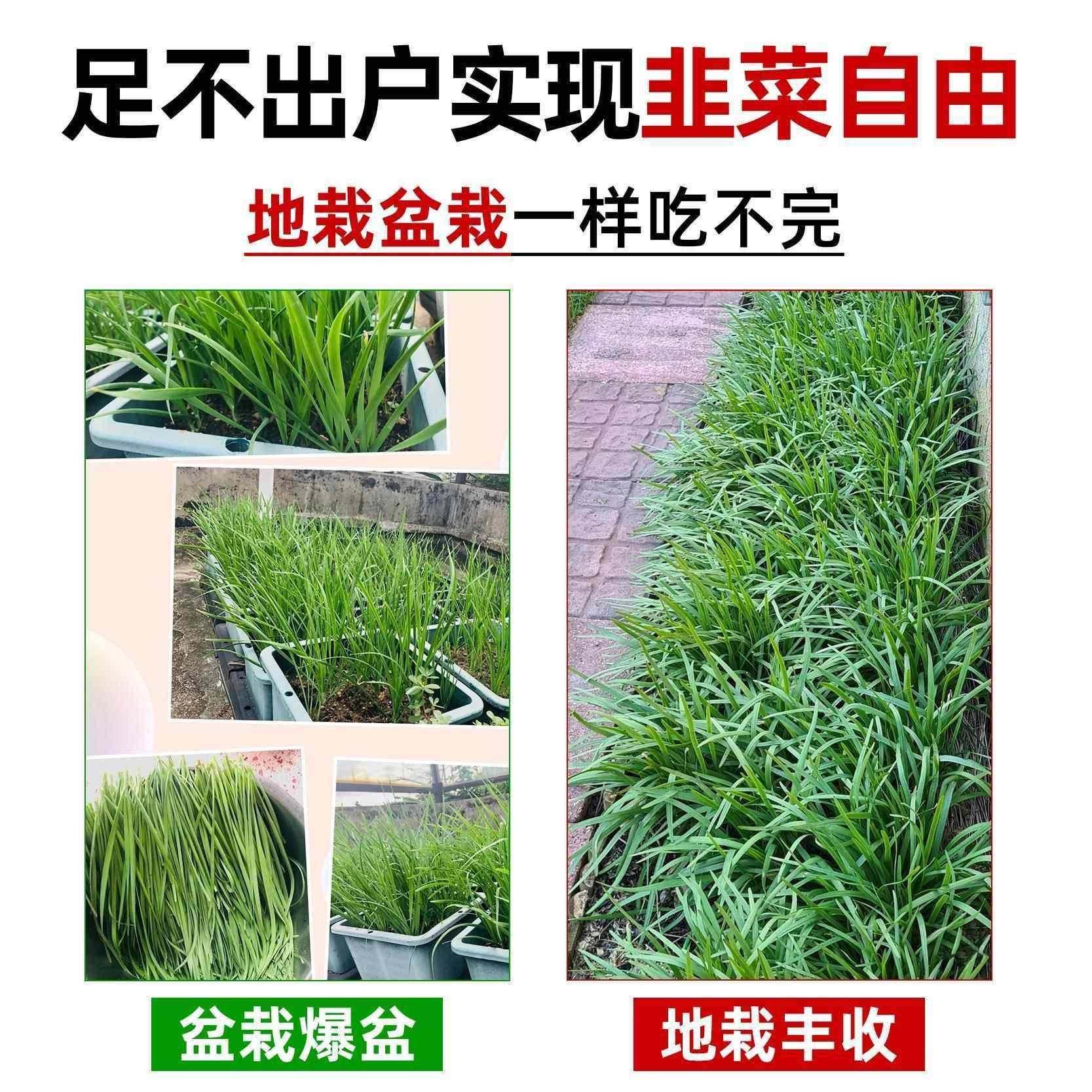 四季宽叶土红根韭菜根苗紫根独根红新韭菜大叶老品种细叶小叶香韭,淘宝优惠券,粉丝福利购,淘宝优惠卷